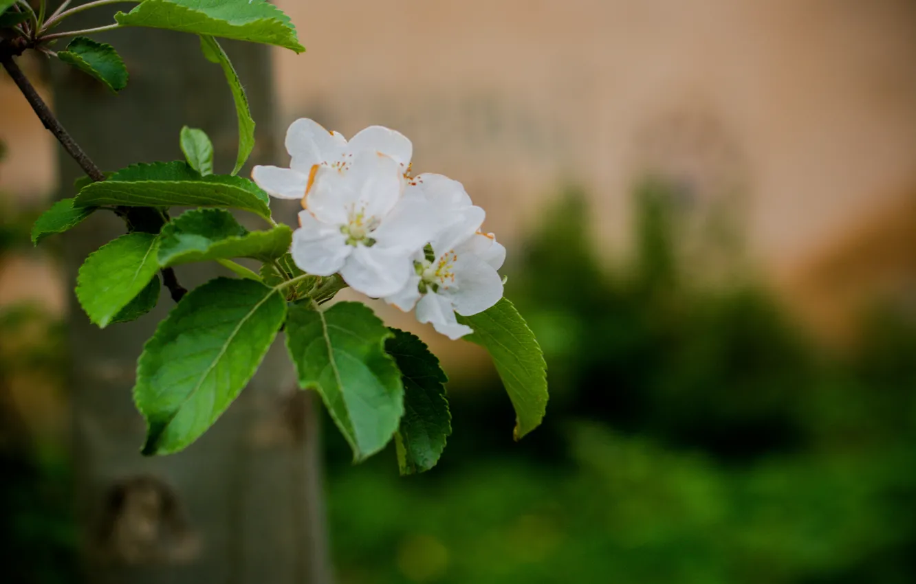 Фото обои дерево, весна, цветет, яблоня, цветение