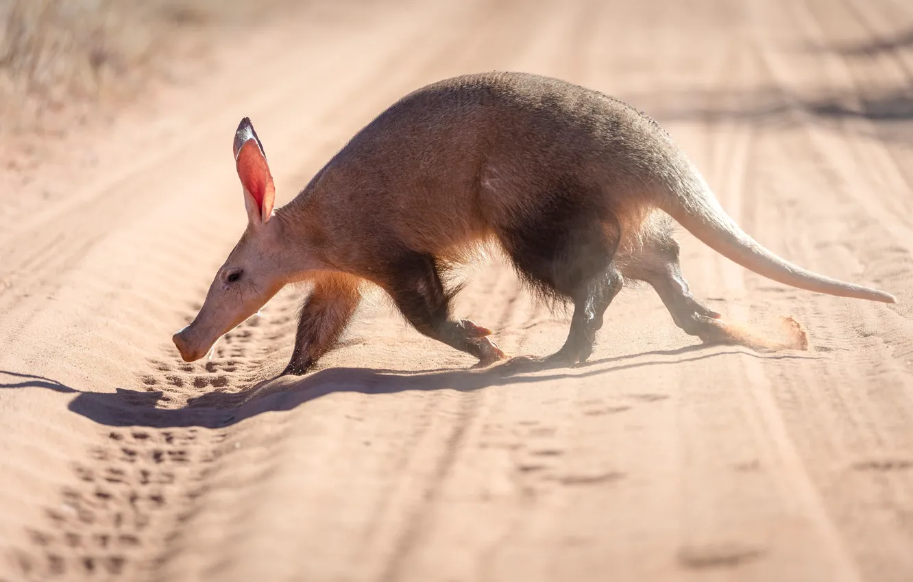 Фото обои Африка, Сбоку, Aardvark, Трубкозуб, Kalahari Desert, Дикая природа, Земляная свинья, Earthpig