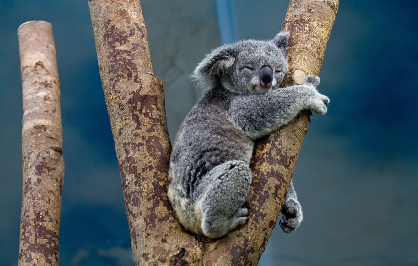 Фото обои tree, animal, branch, koala