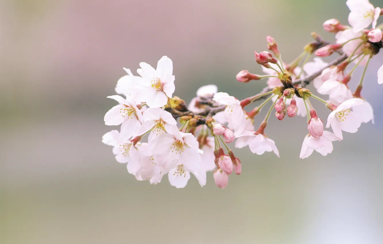 Фото обои цветы, природа, вишня, ветка, весна, лепестки, сакура, бутоны