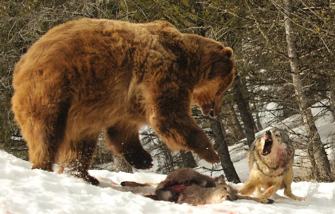 Фото обои bear, animal, batle, bear vs wolf, wold