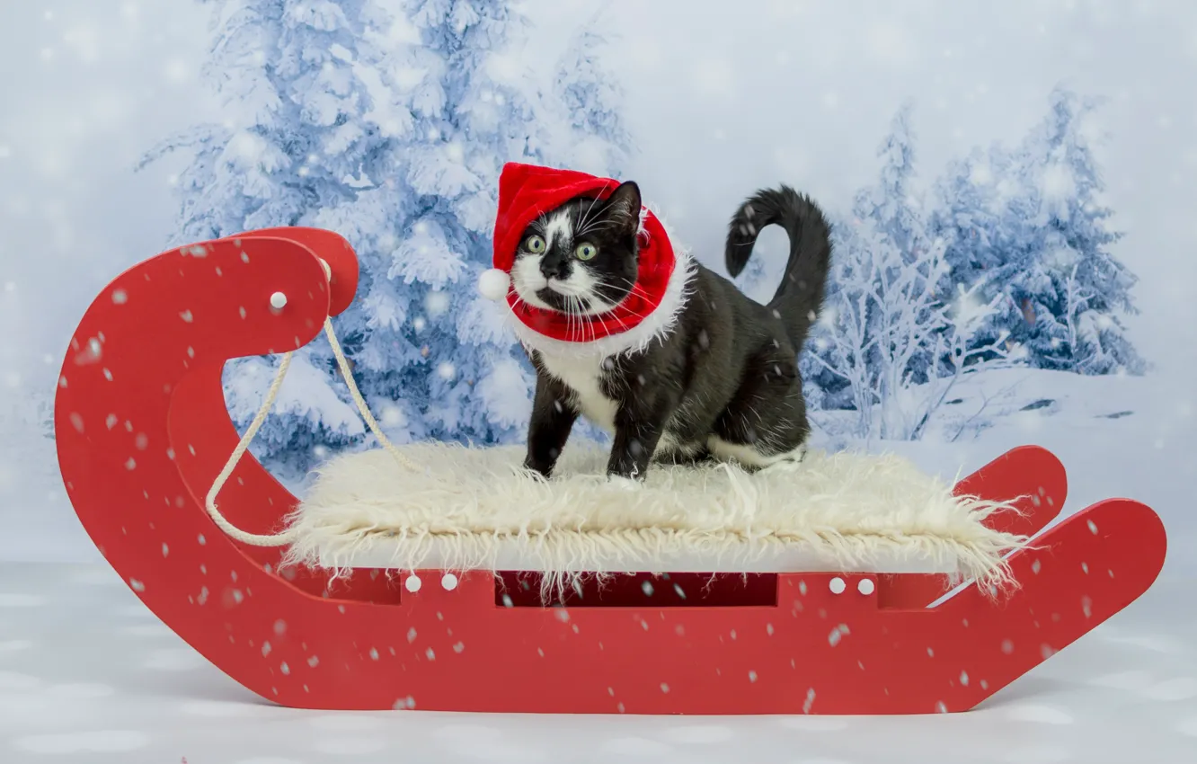 Фото обои зима, лес, кошка, кот, взгляд, снег, красный, черно-белый