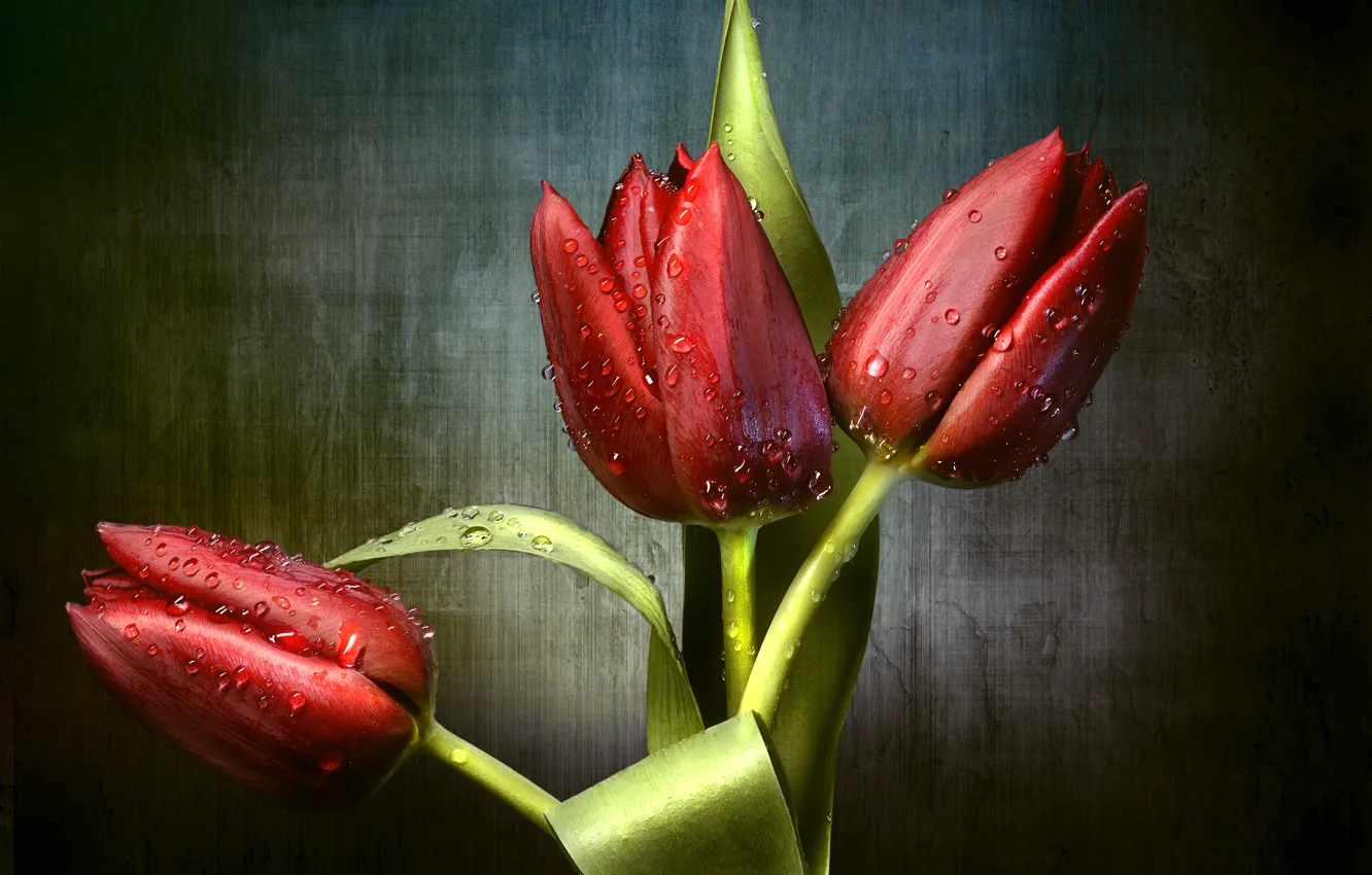 Фото обои капли, красный, тюльпаны, трио, бутоны