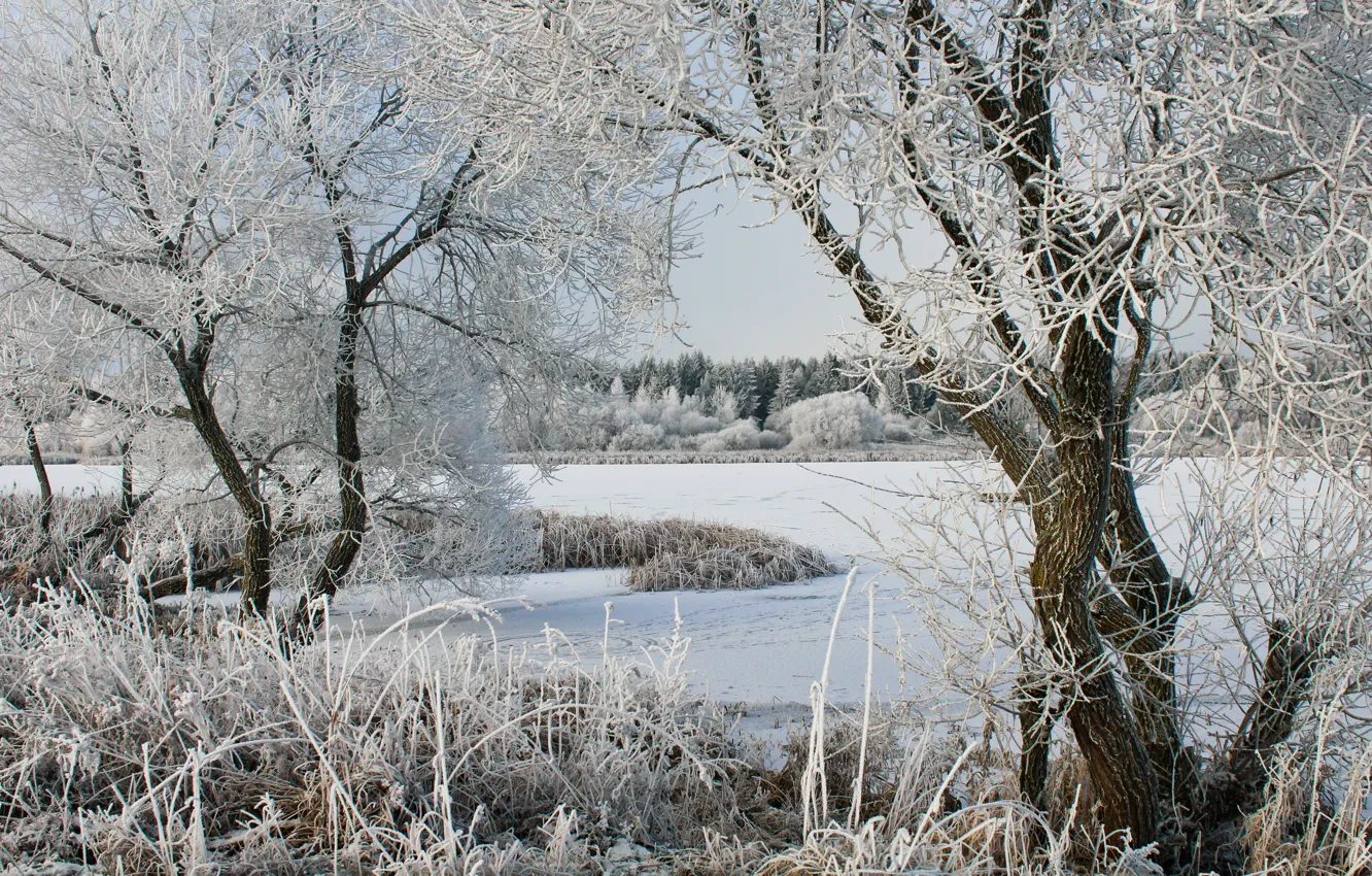 Фото обои зима, деревья, озеро, мороз