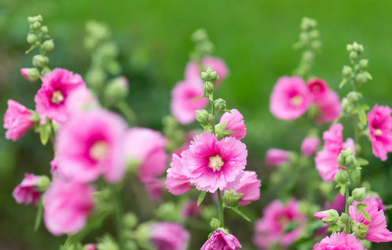 Фото обои цветы, розовые, цветение, нежно, листики, мальва