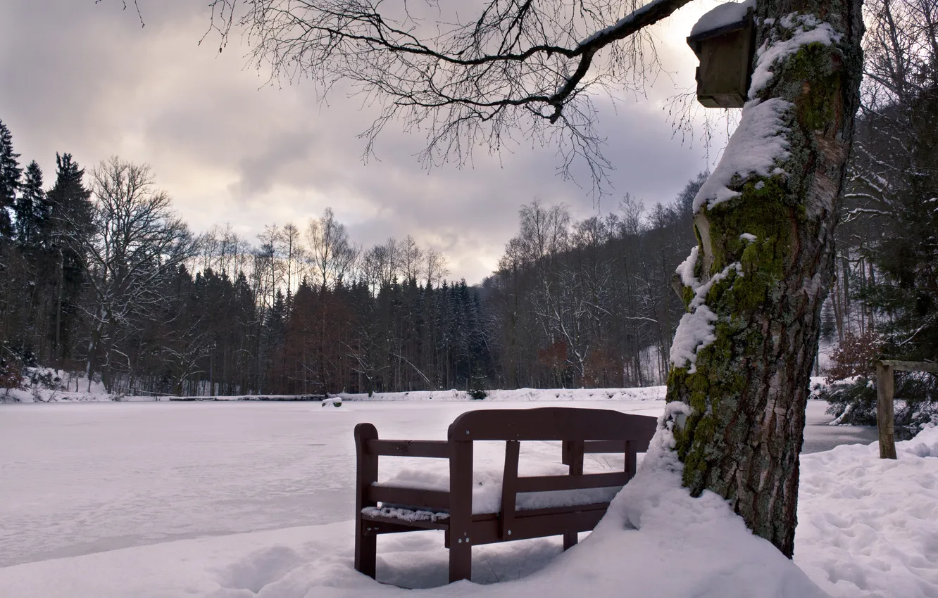 Фото обои холод, зима, снег, парк, дерево, лавка