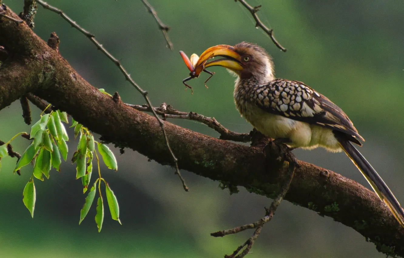 Фото обои bird, tree, animal, beak