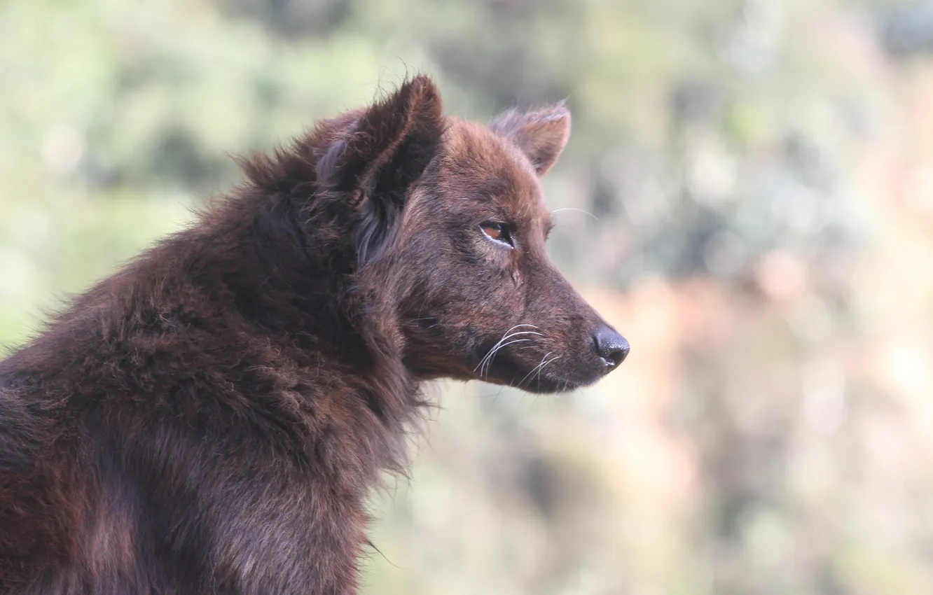 Фото обои nature, dog, predator, animal, wolf, wildlife, portrait, portrait.