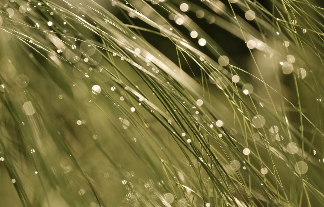 Фото обои мокро, трава, макро, свет, блики