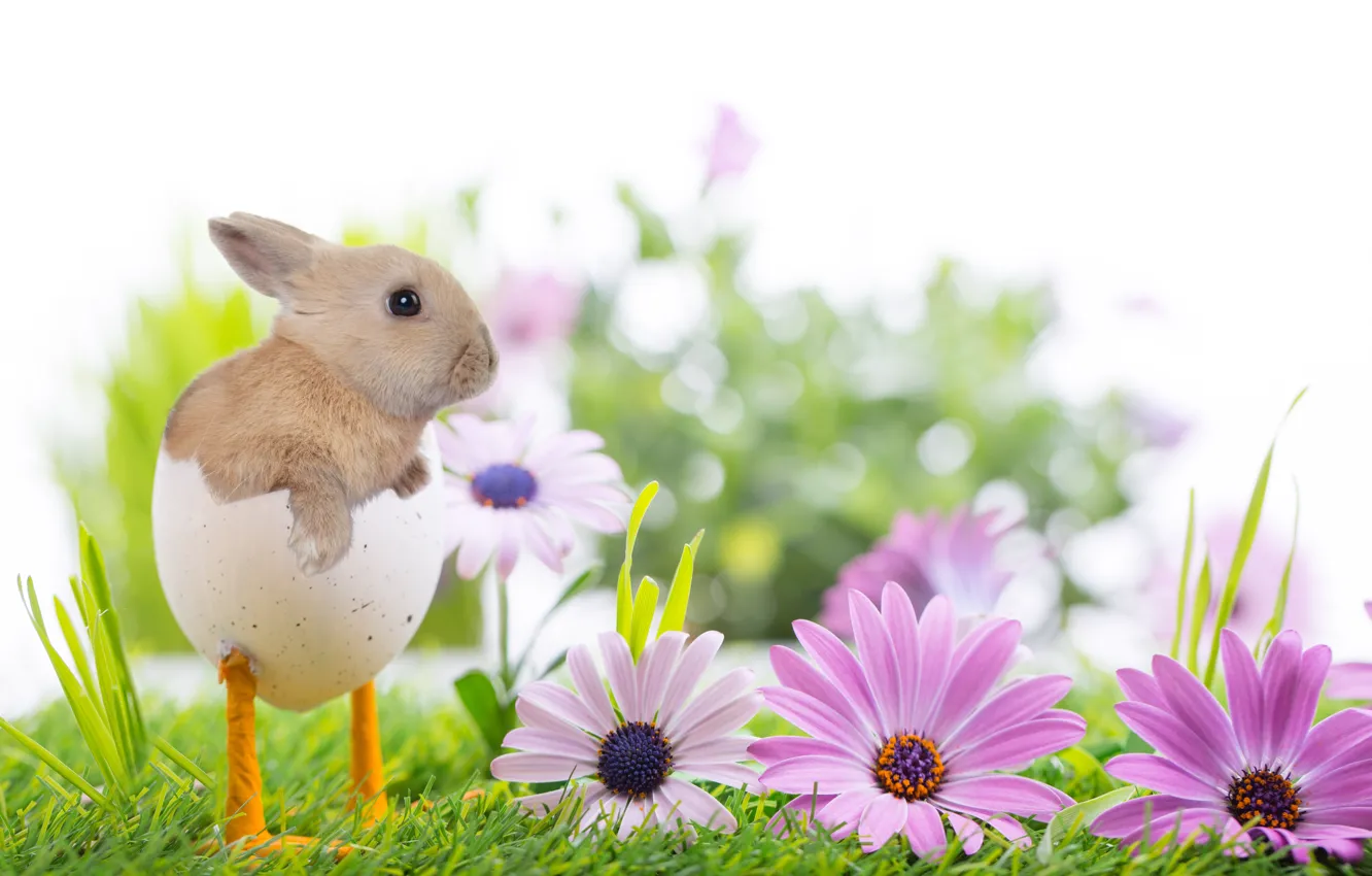 Фото обои трава, цветы, природа, праздник, весна, кролик, Пасха, ножки