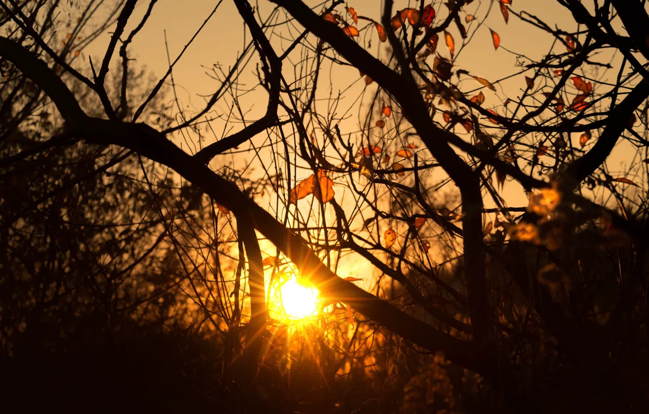 Фото обои trees, morning, sun, sunrise, dawn, branches, sun ray, silhouettes