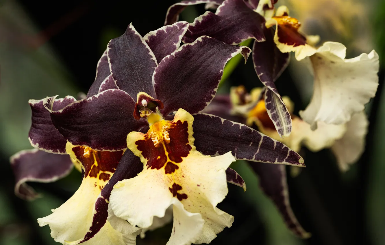 Фото обои цветы, коричневый, орхидея