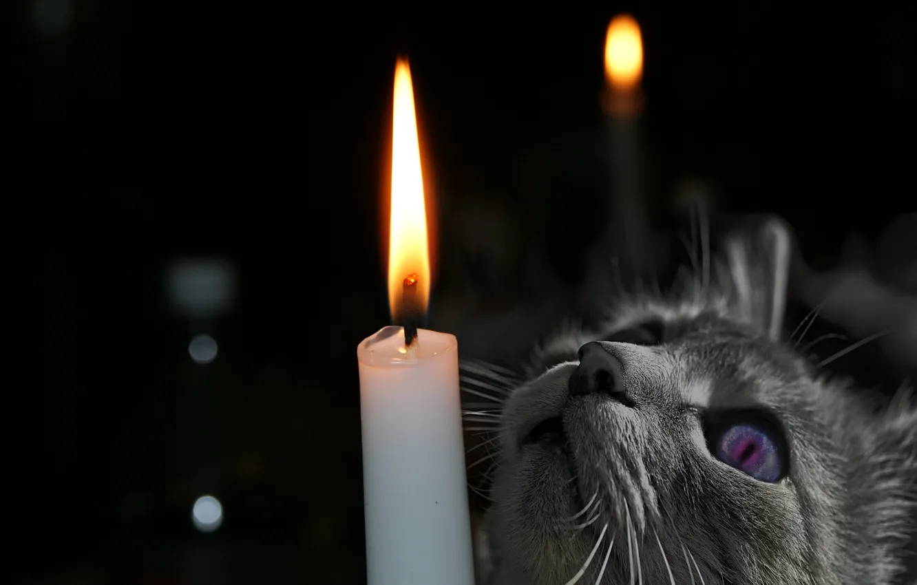Фото обои кошка, глаза, кот, взгляд, морда, пламя, животное, свеча