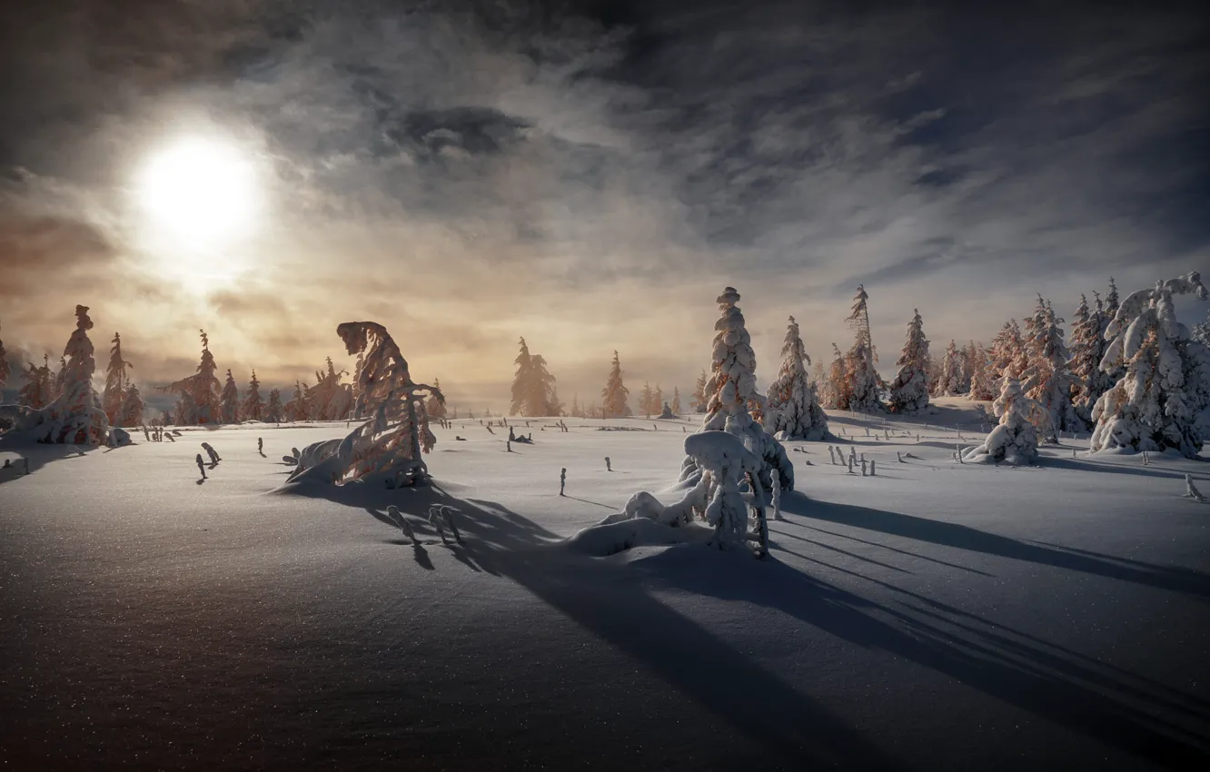 Фото обои зима, поле, лес, небо, солнце, облака, свет, снег