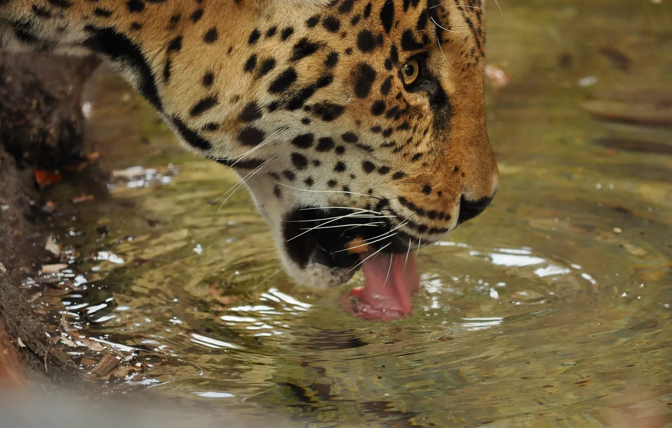Фото обои язык, морда, вода, хищник, ягуар, профиль, водопой, дикая кошка