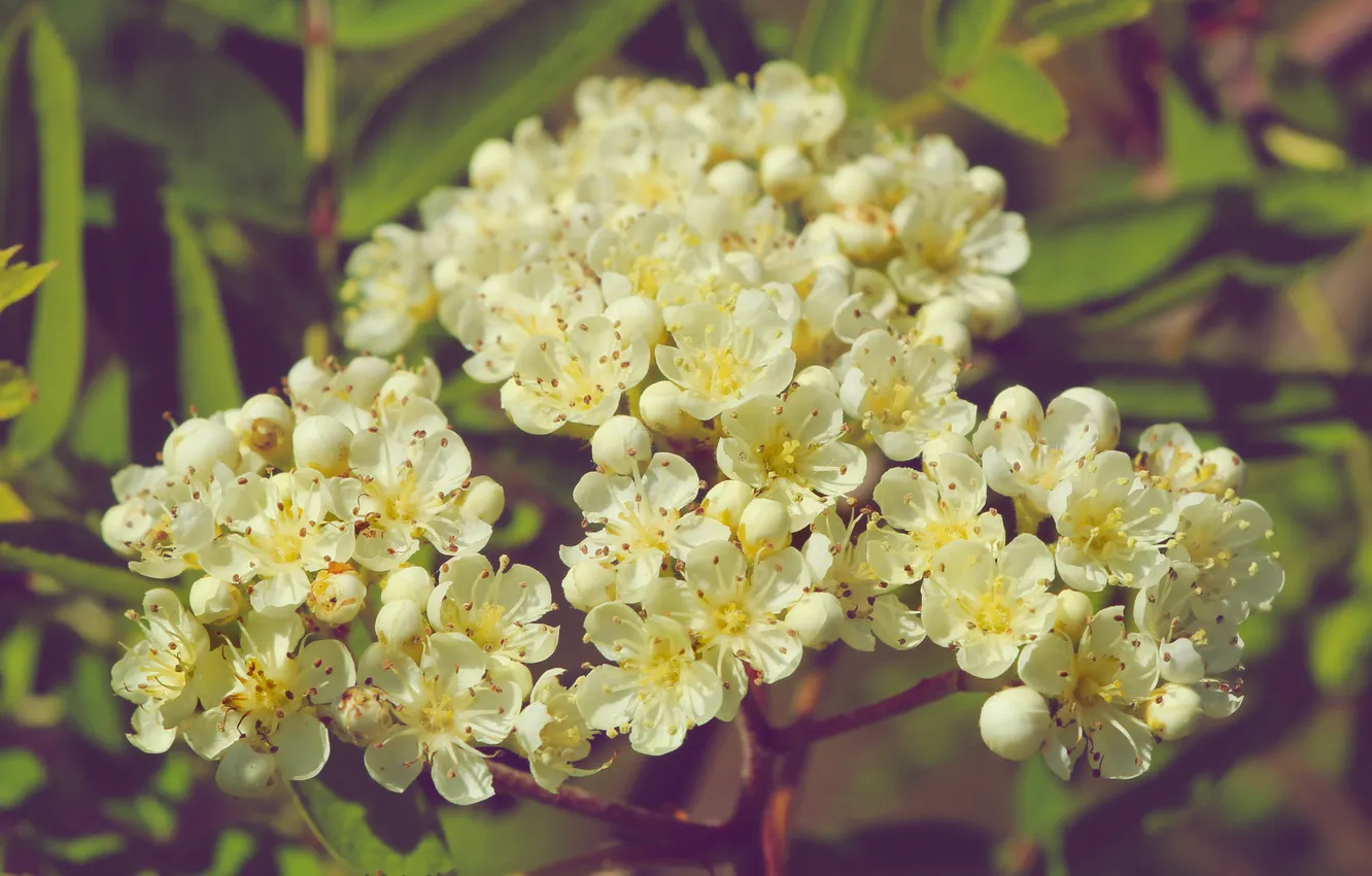 Фото обои white, flower, blooming
