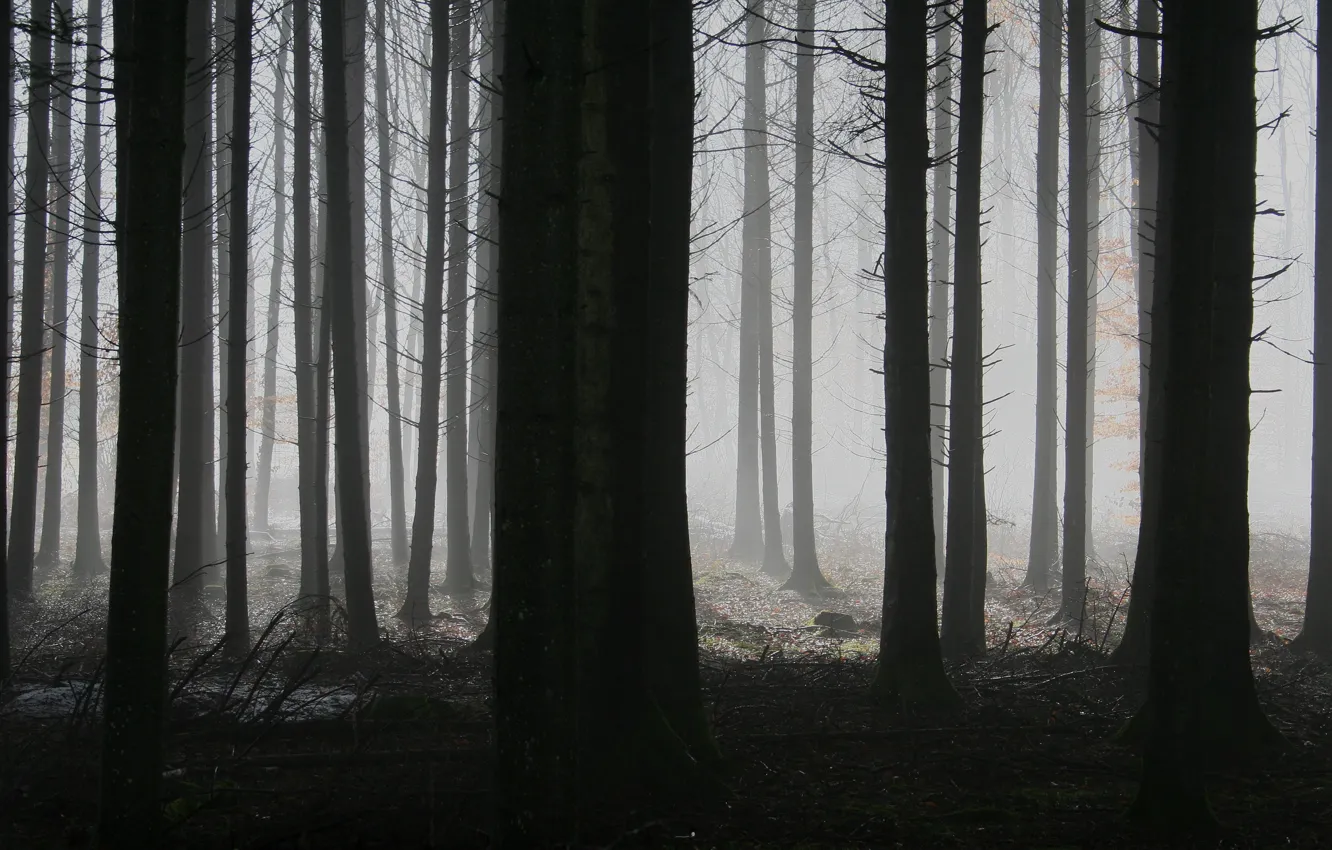 Фото обои лес, деревья, ночь, ветки, природа, туман