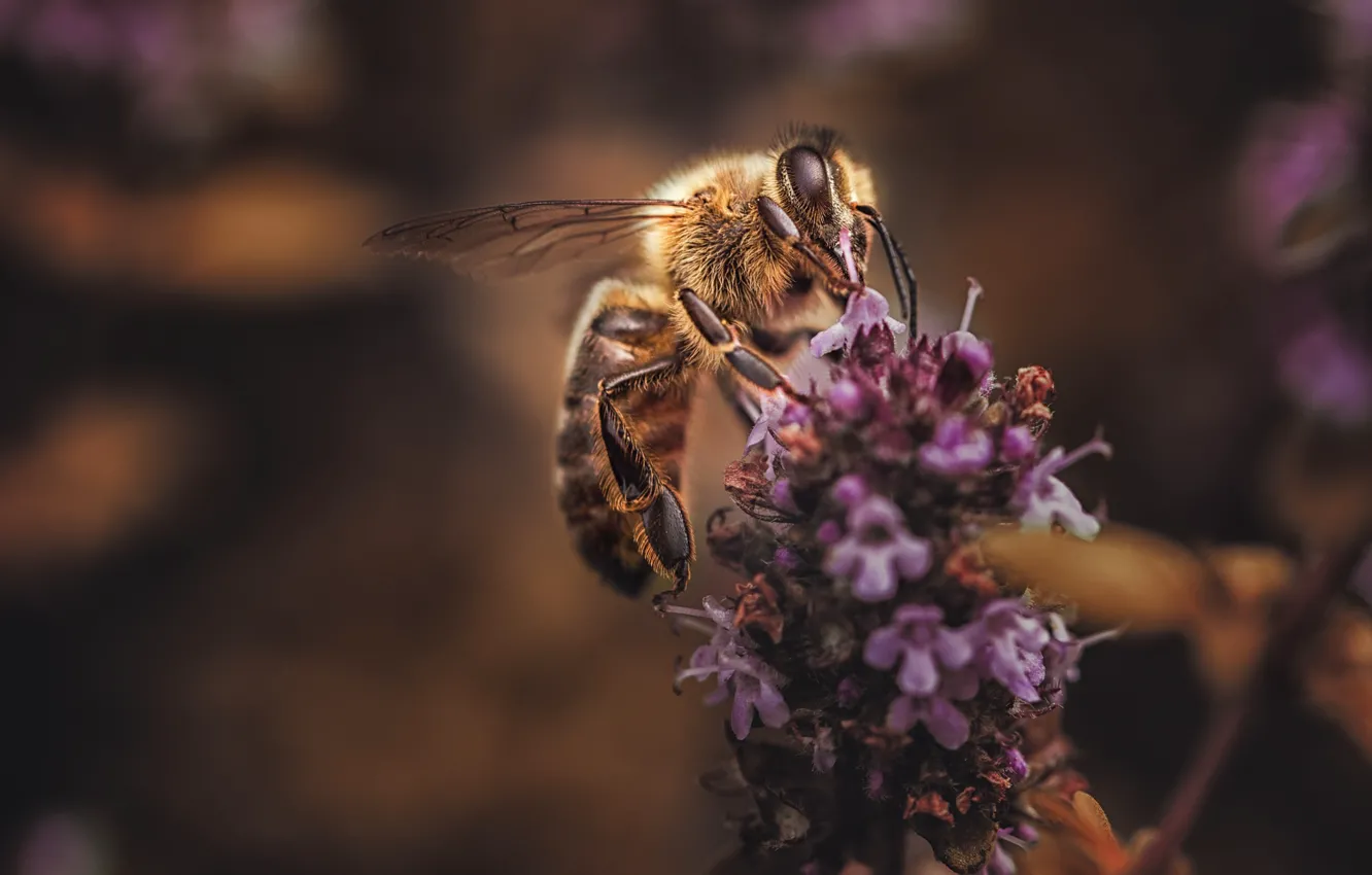 Фото обои макро, цветы, пчела, фон, лаванда