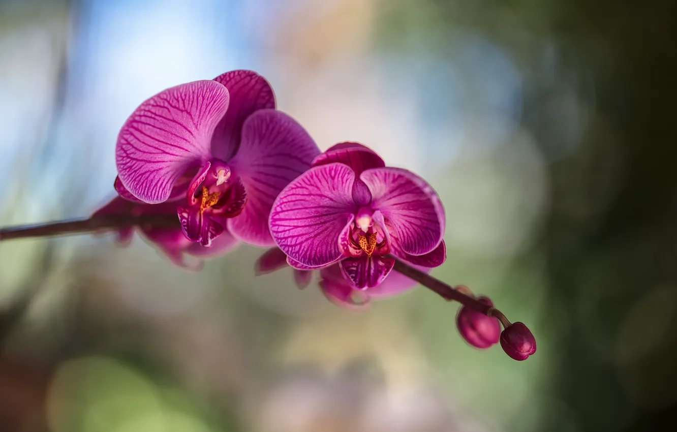 Фото обои цветы, лепестки, цветение, орхидея