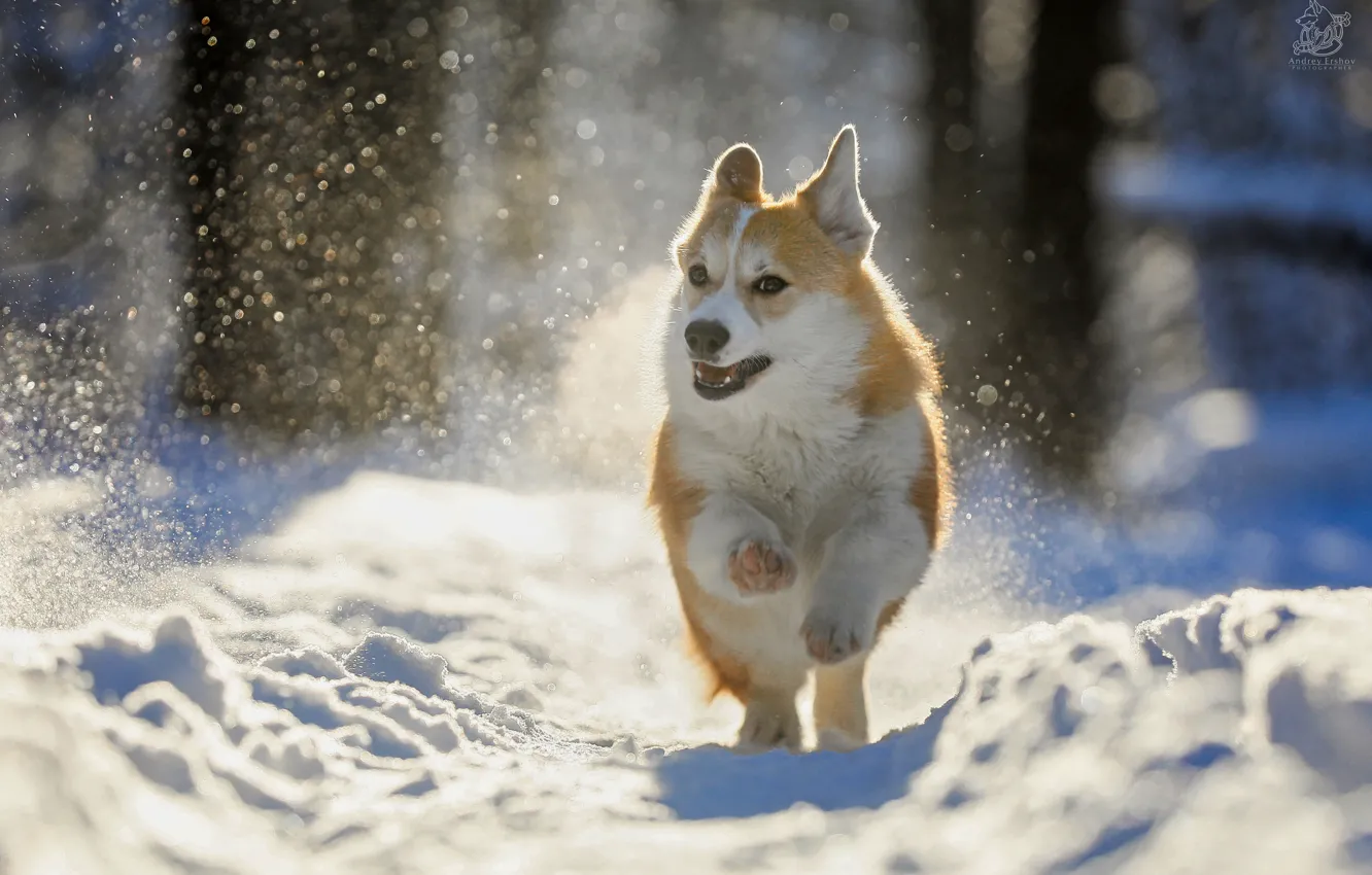 Фото обои зима, снег, природа, животное, собака, пёс, боке, корги