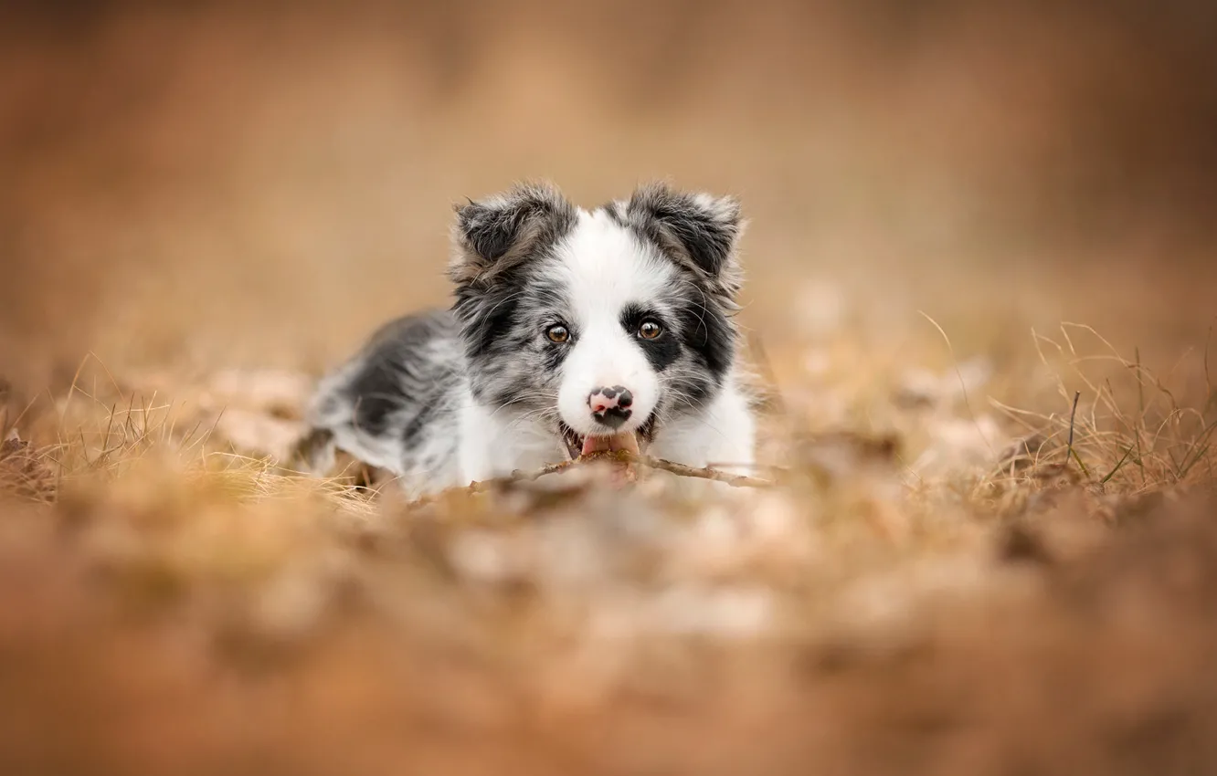 Фото обои осень, язык, природа, фон, собака, щенок, лежит, мордашка