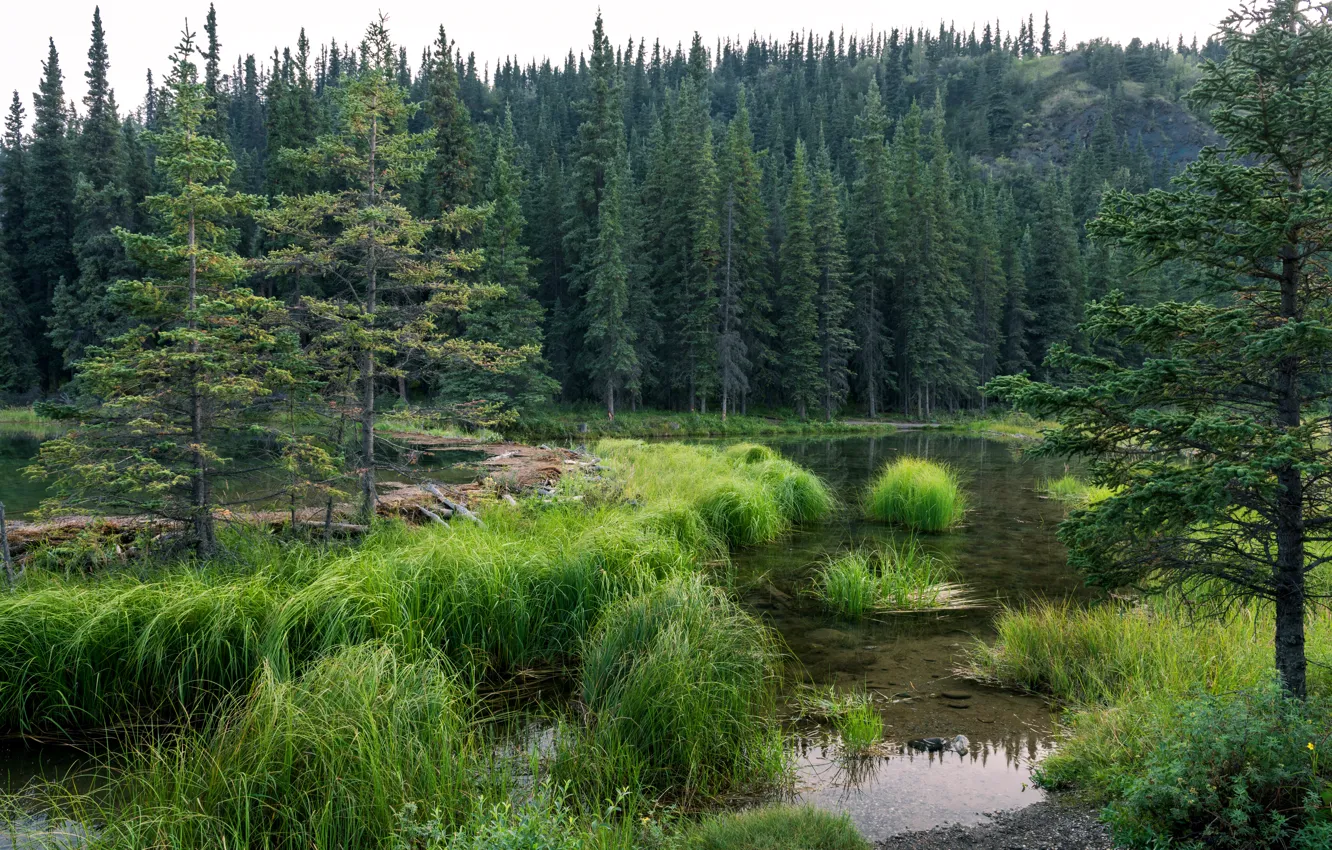 Фото обои лес, деревья, озеро, Аляска, США, Alaska, Denali National Park, Хорсшу