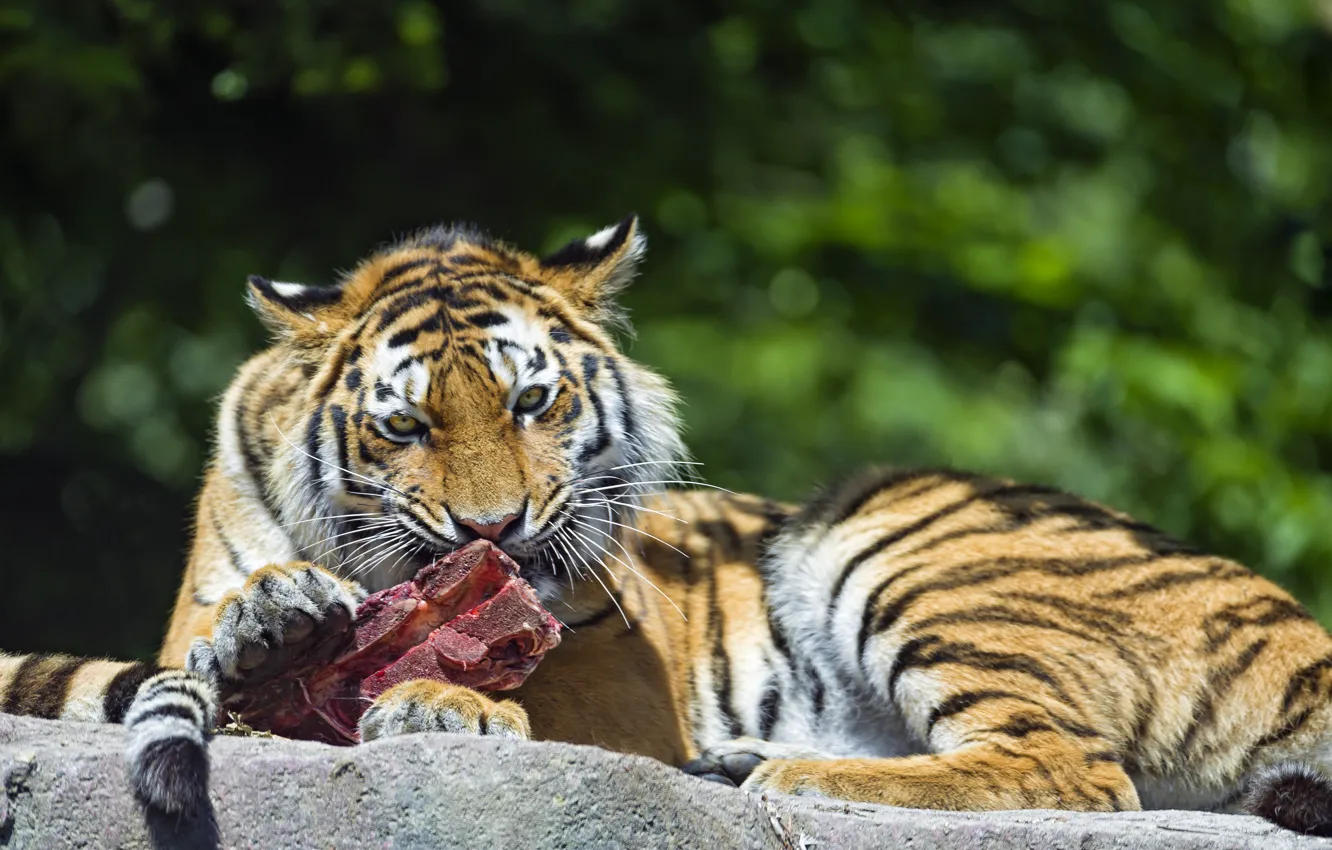 Фото обои кошка, тигр, хищник, мясо, ест, амурский, ©Tambako The Jaguar