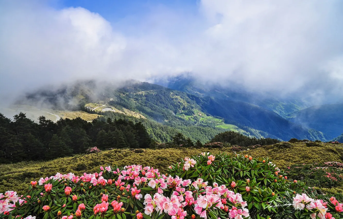 Фото обои облака, деревья, цветы, горы, Альпы, рододендроны