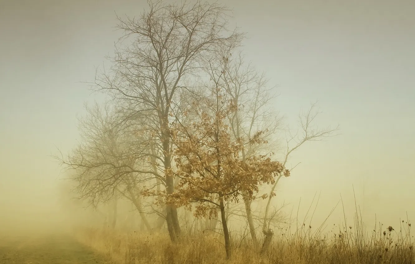 Фото обои деревья, пейзаж, природа, туман