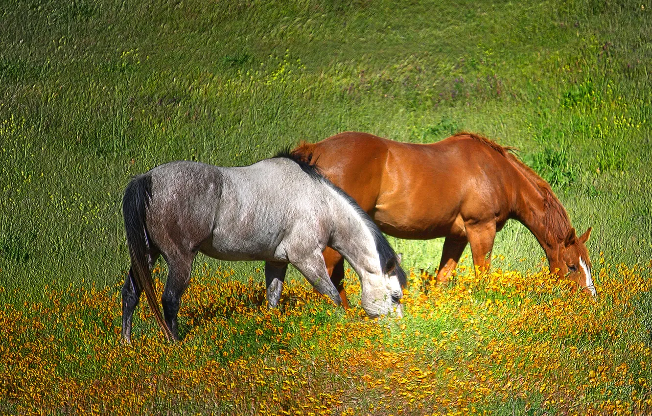 Фото обои зелень, трава, солнце, обработка, лошади, пастбище, луг