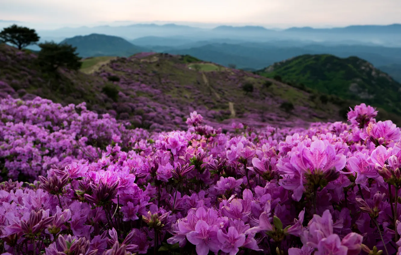 Фото обои пейзаж, цветы, горы, природа, туман, холмы, Южная Корея, рододендроны