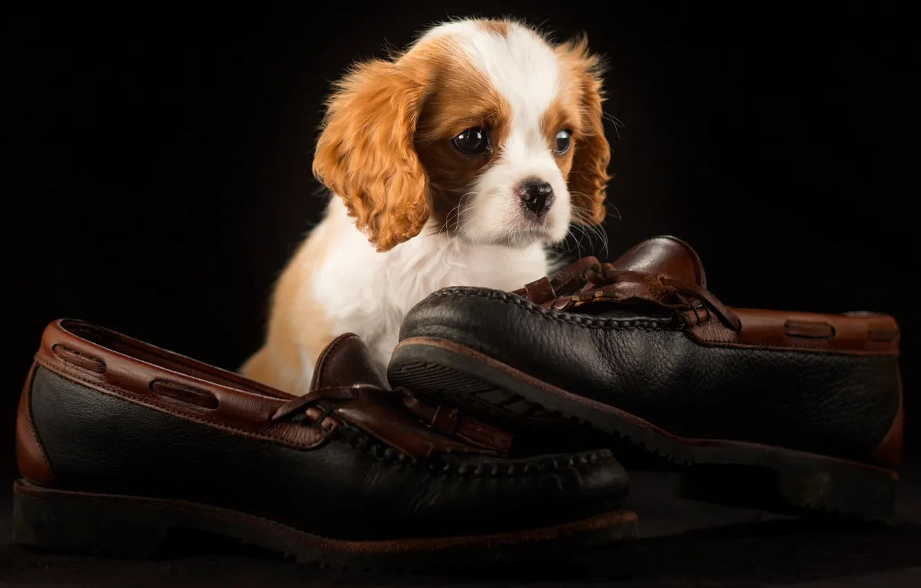 Фото обои темный фон, обувь, собака, пара, туфли, щенок, мордашка, сидит