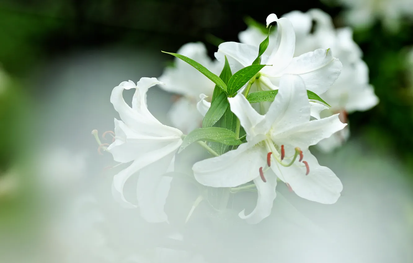 лилия белый фон фото