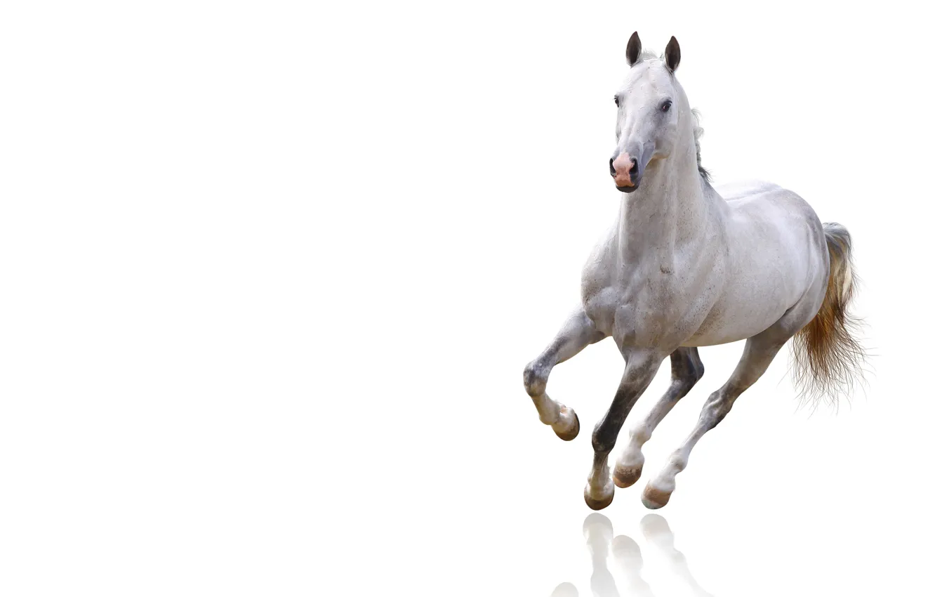 Фото обои белый, взгляд, морда, фон, животное, конь, лошадь, светлый