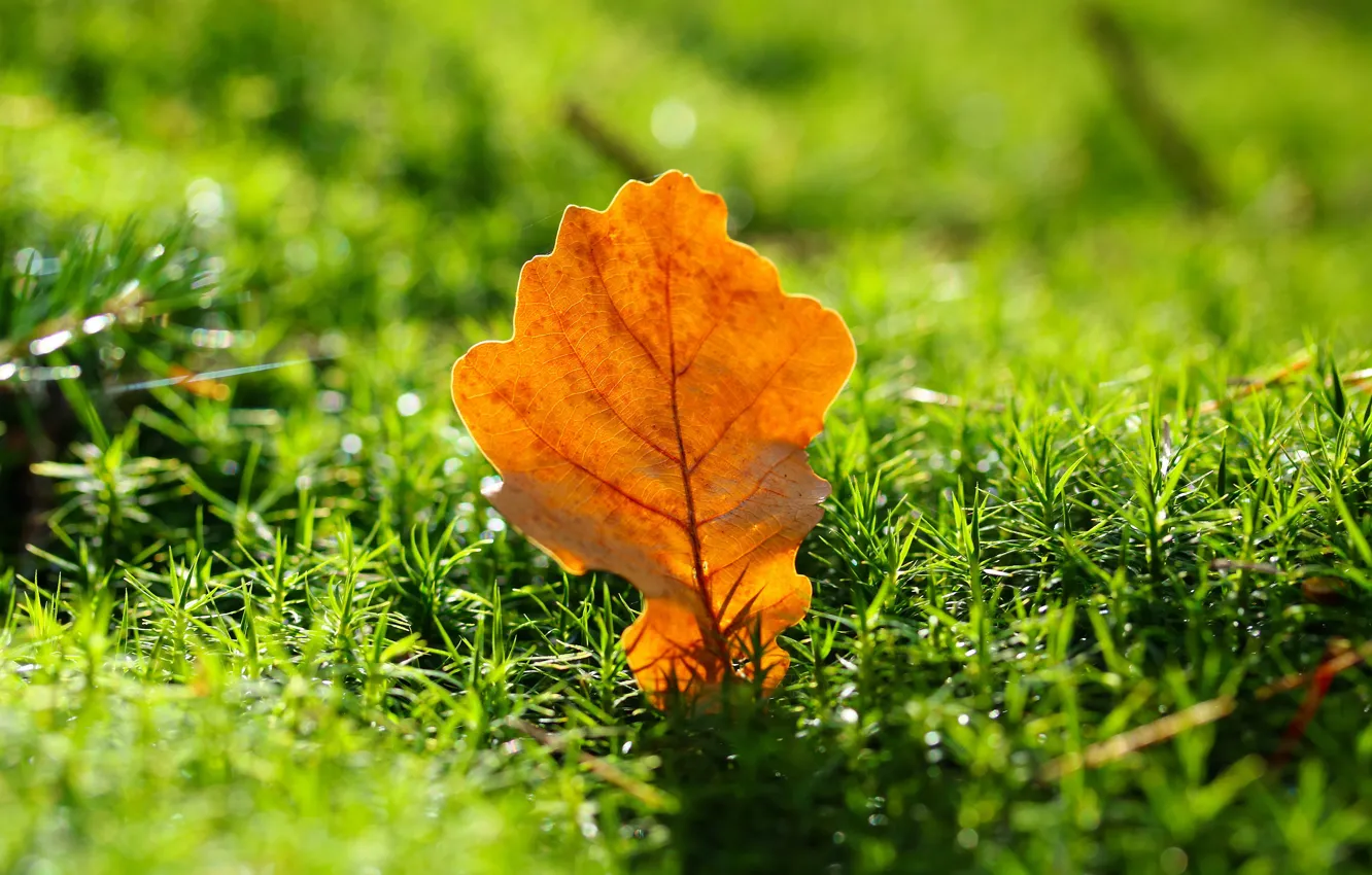 Фото обои осень, трава, свет, дубовый, осенний листок