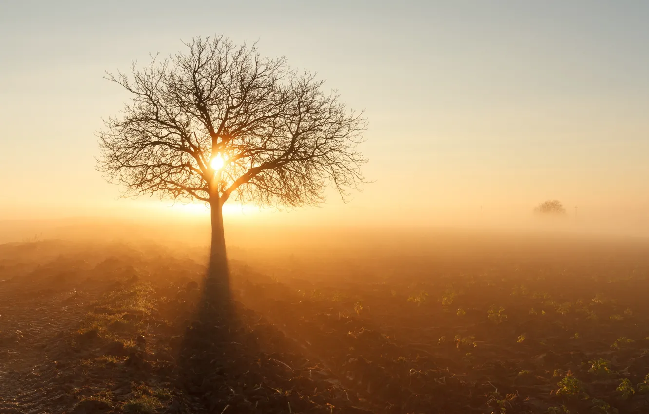 Фото обои поле, солнце, туман, дерево, утро