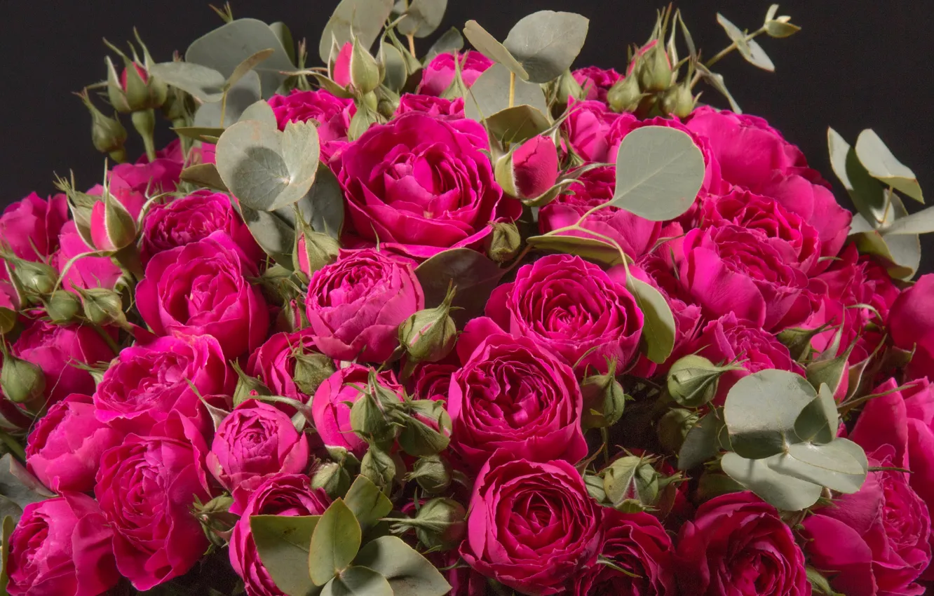 Фото обои розы, бутоны, Roses, Closeup, Wine color