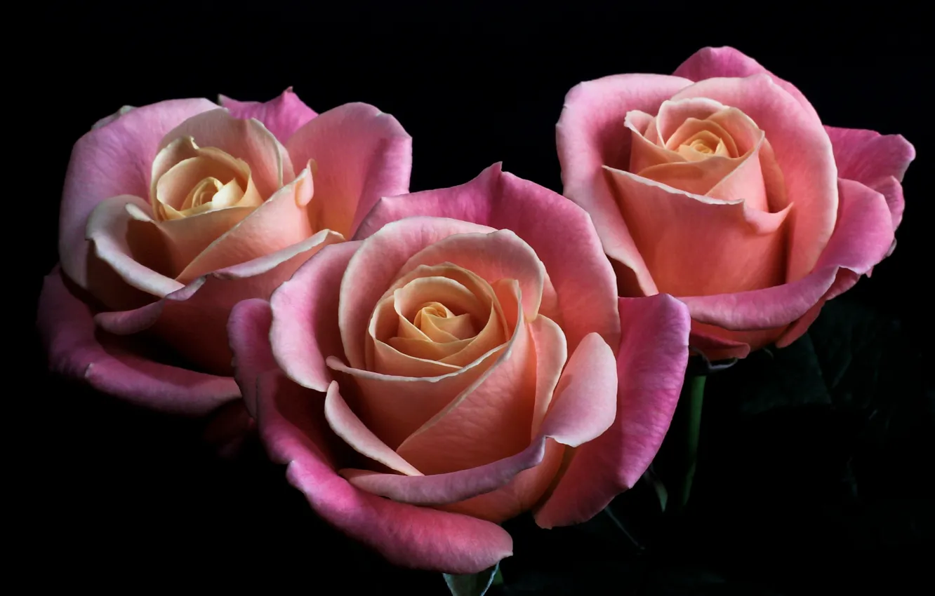 Фото обои цветы, розы, лепестки, розовые, черный фон, бутоны