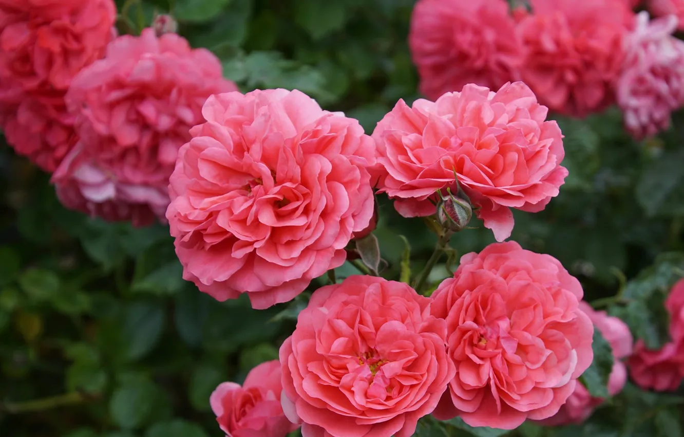 Фото обои цветы, розы, лепестки, розовые, бутоны