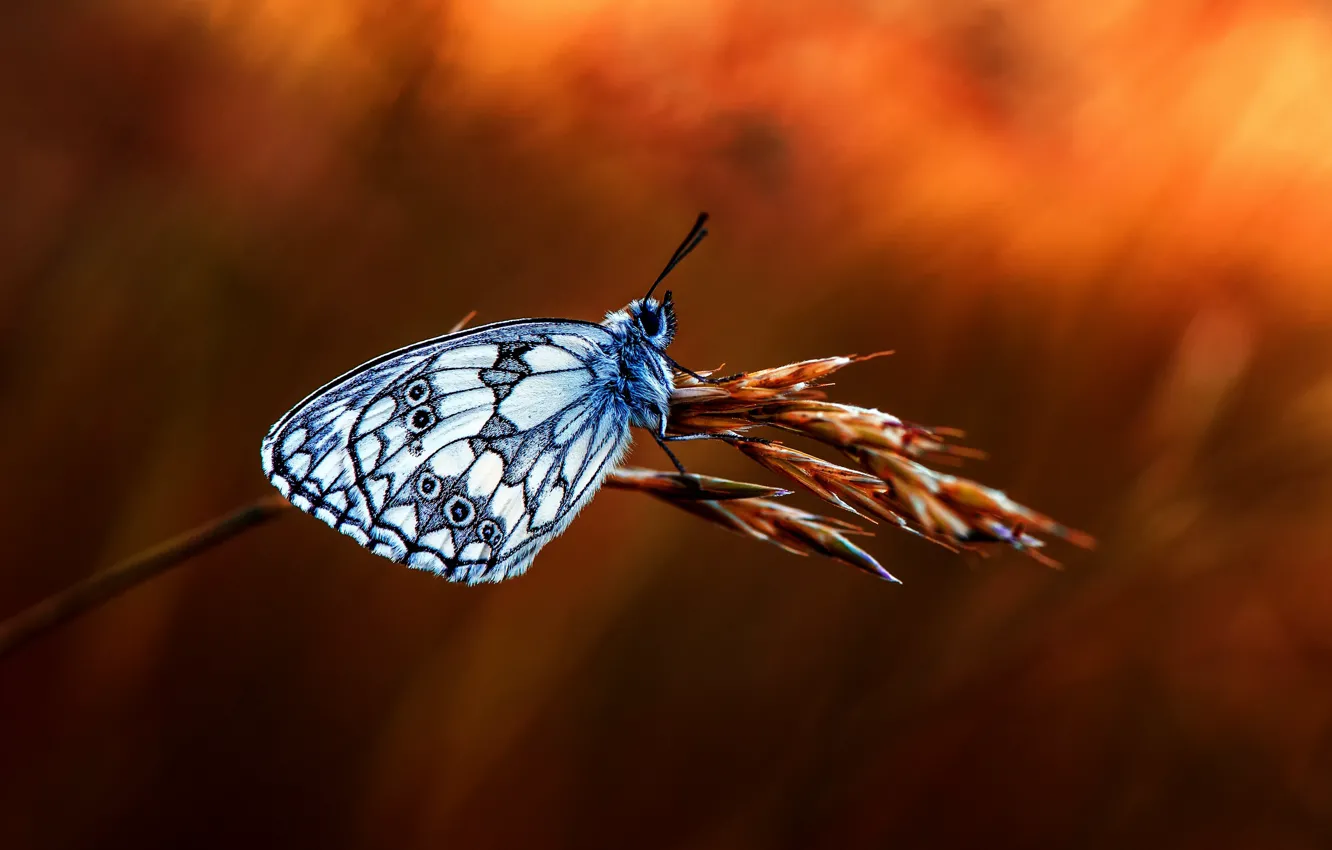 Фото обои бабочка, ветка, боке