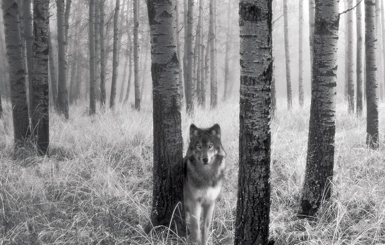 Фото обои трава, деревья, волк