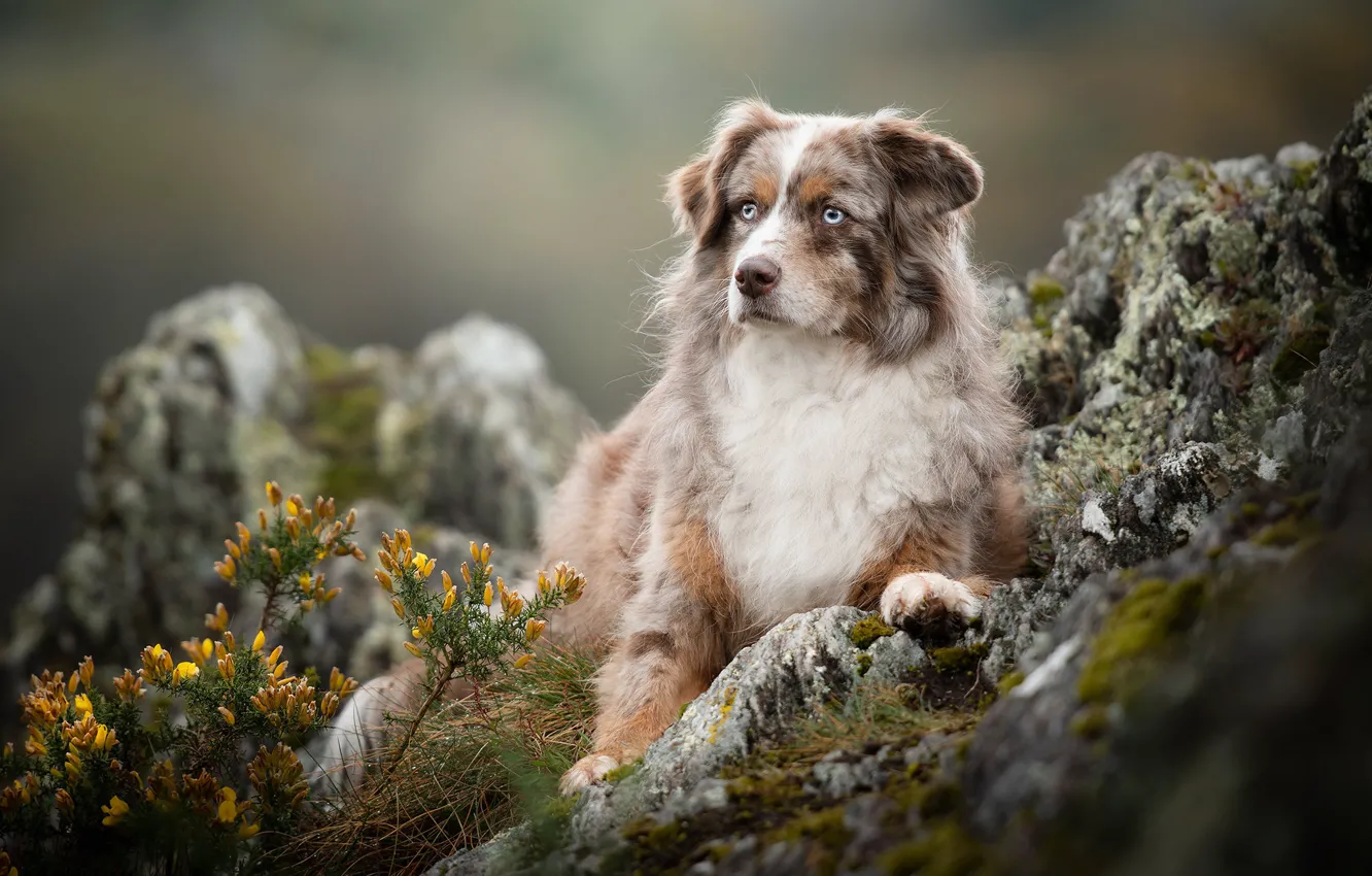 Фото обои цветы, камни, собака, боке, Австралийская овчарка, Аусси