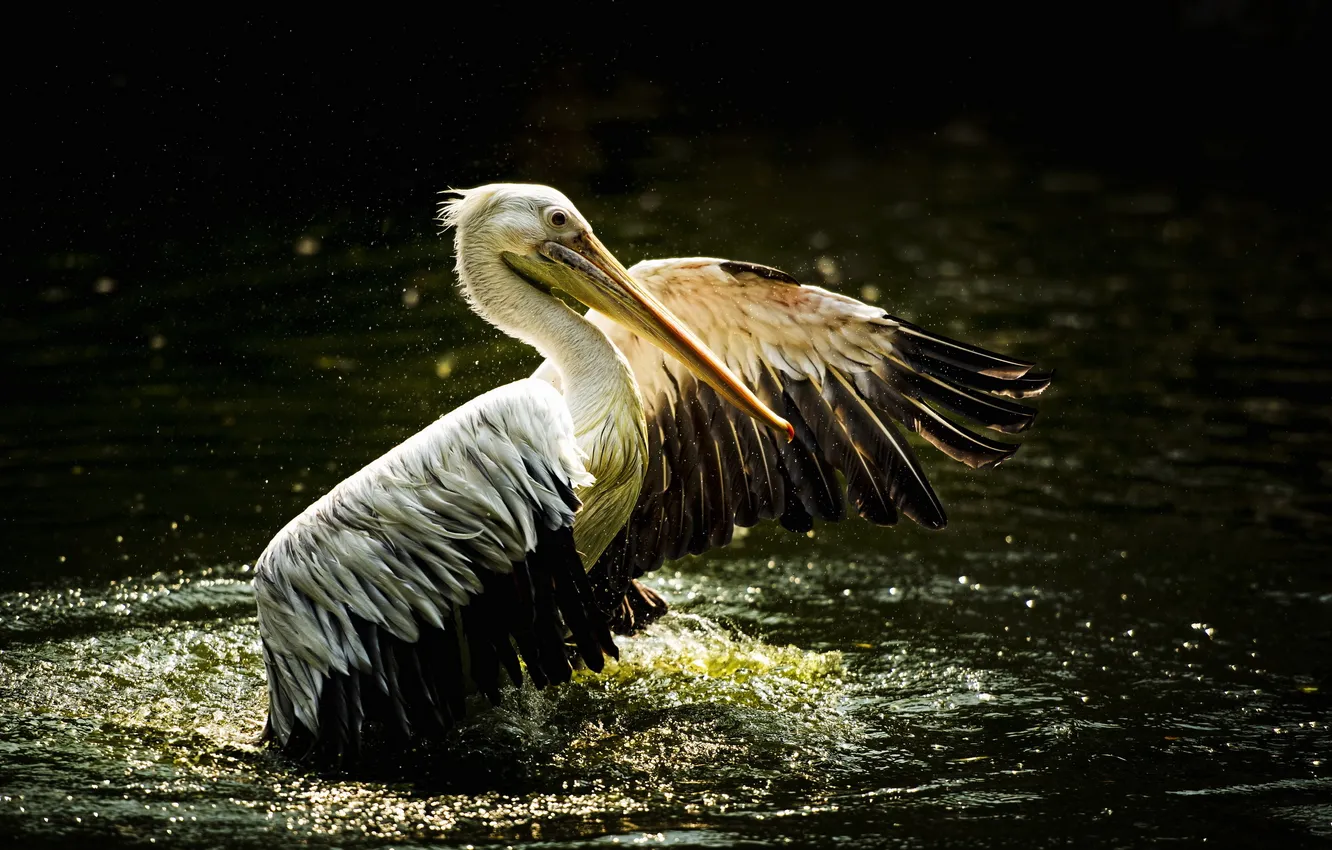 Фото обои природа, птица, pelican