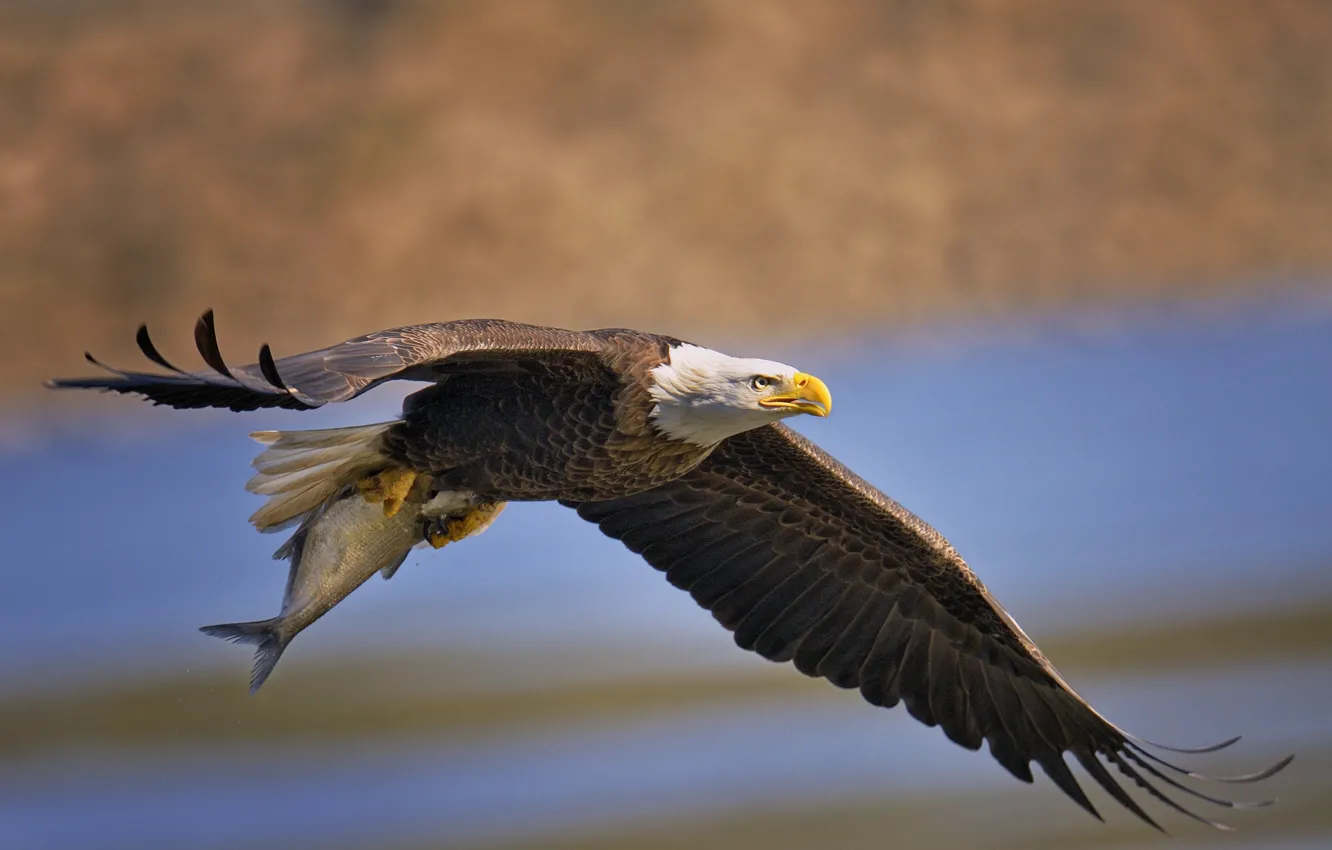 Фото обои птица, крылья, рыба, хищник, полёт, добыча, Белоголовый орлан, улов