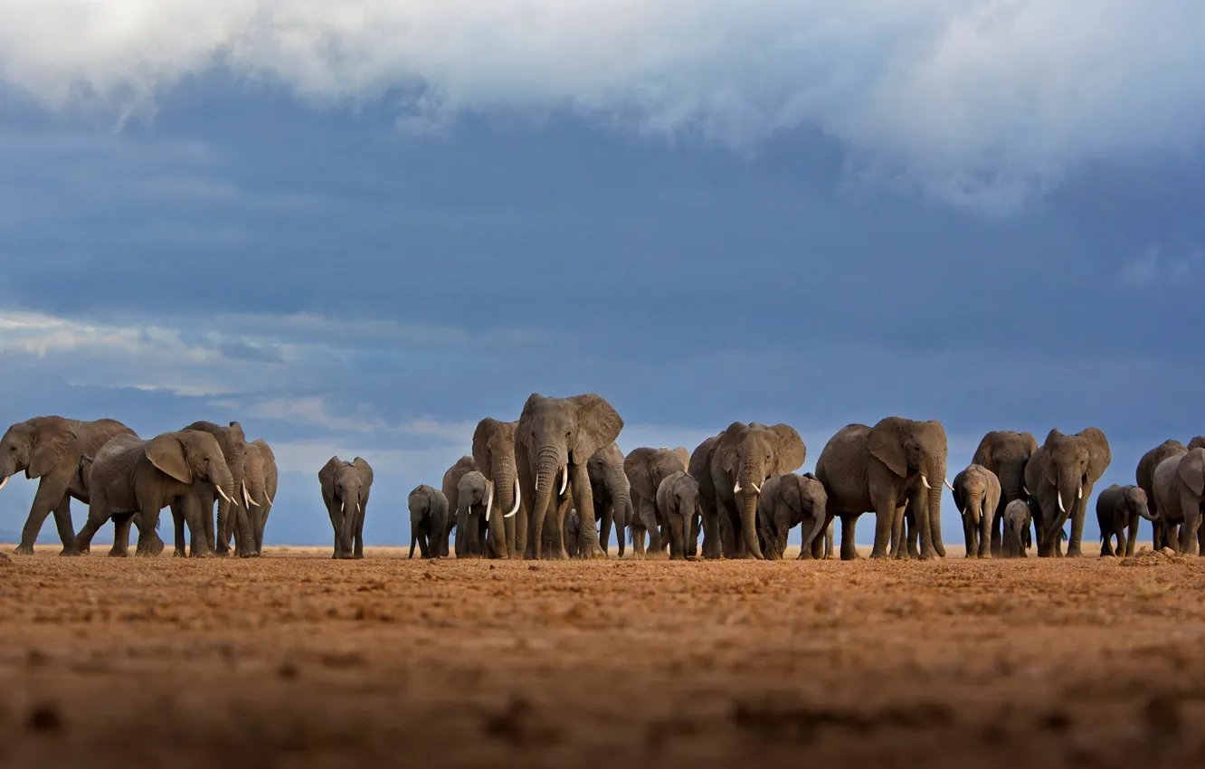 Фото обои Африка, слоны, стадо, Кения, Национальный парк Амбосели