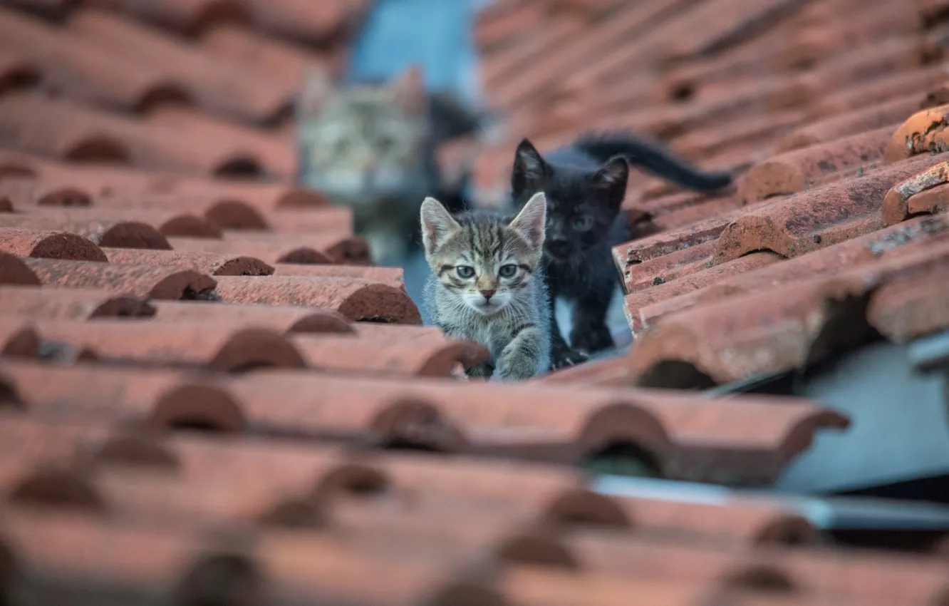 Фото обои крыша, глаза, взгляд, котята
