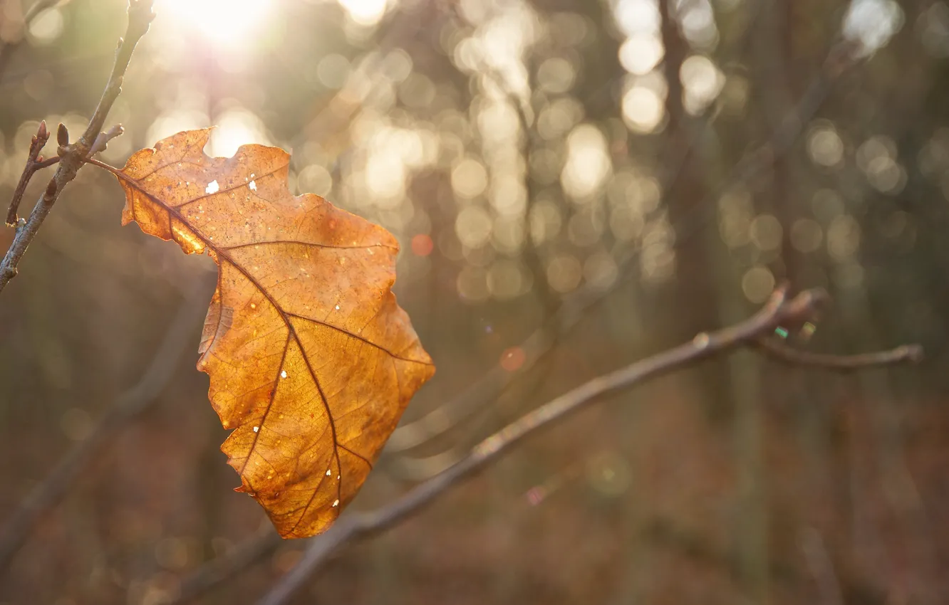 Фото обои осень, солнце, макро, свет, лист, блики, жёлтый, размытие