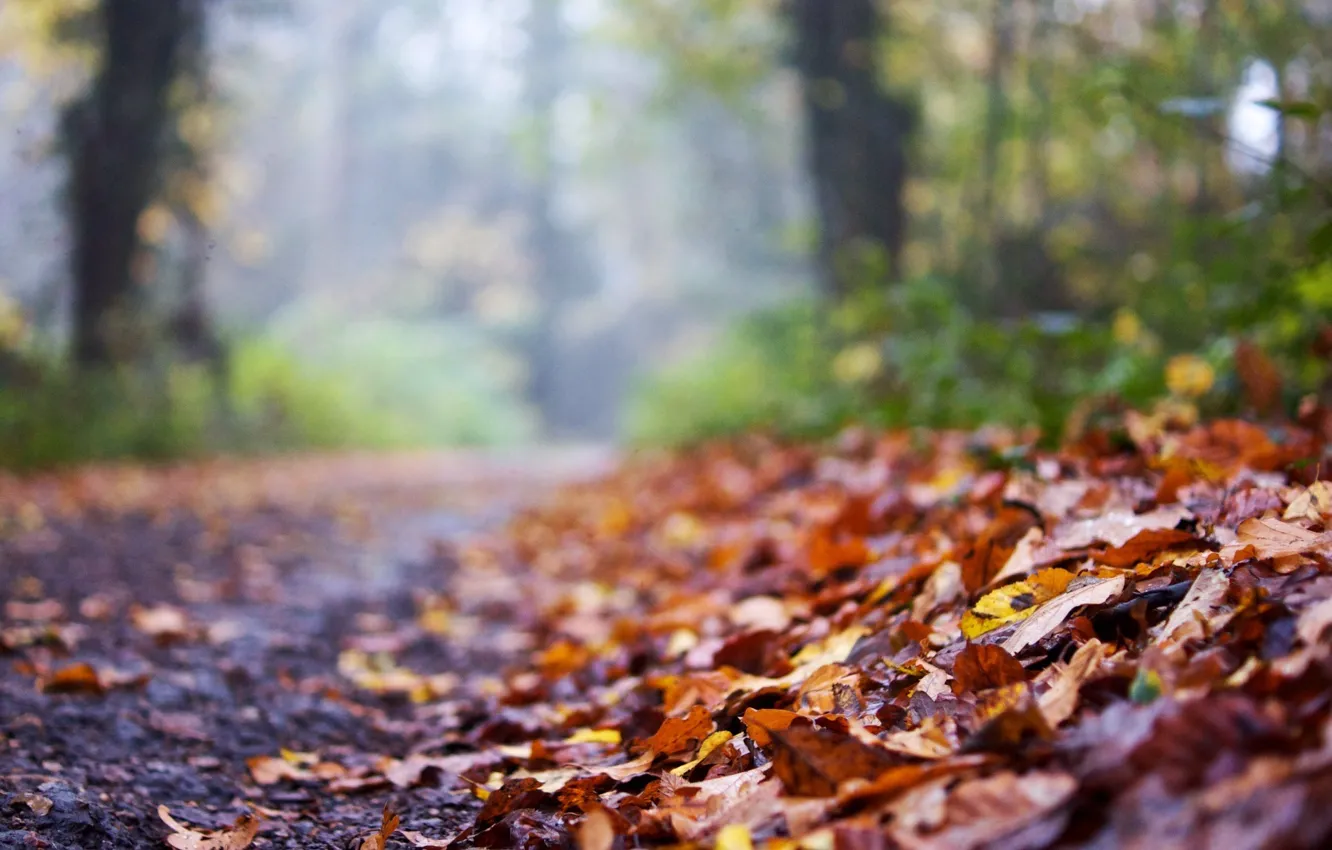 Фото обои дорога, осень, листья, макро, фон, widescreen, обои, размытие