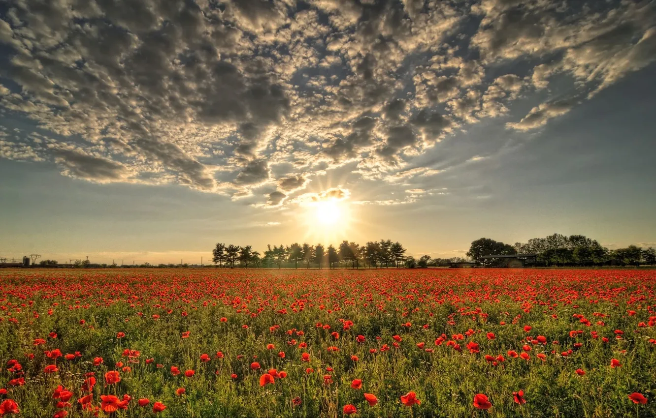 Фото обои поле, солнце, облака, маки, красные