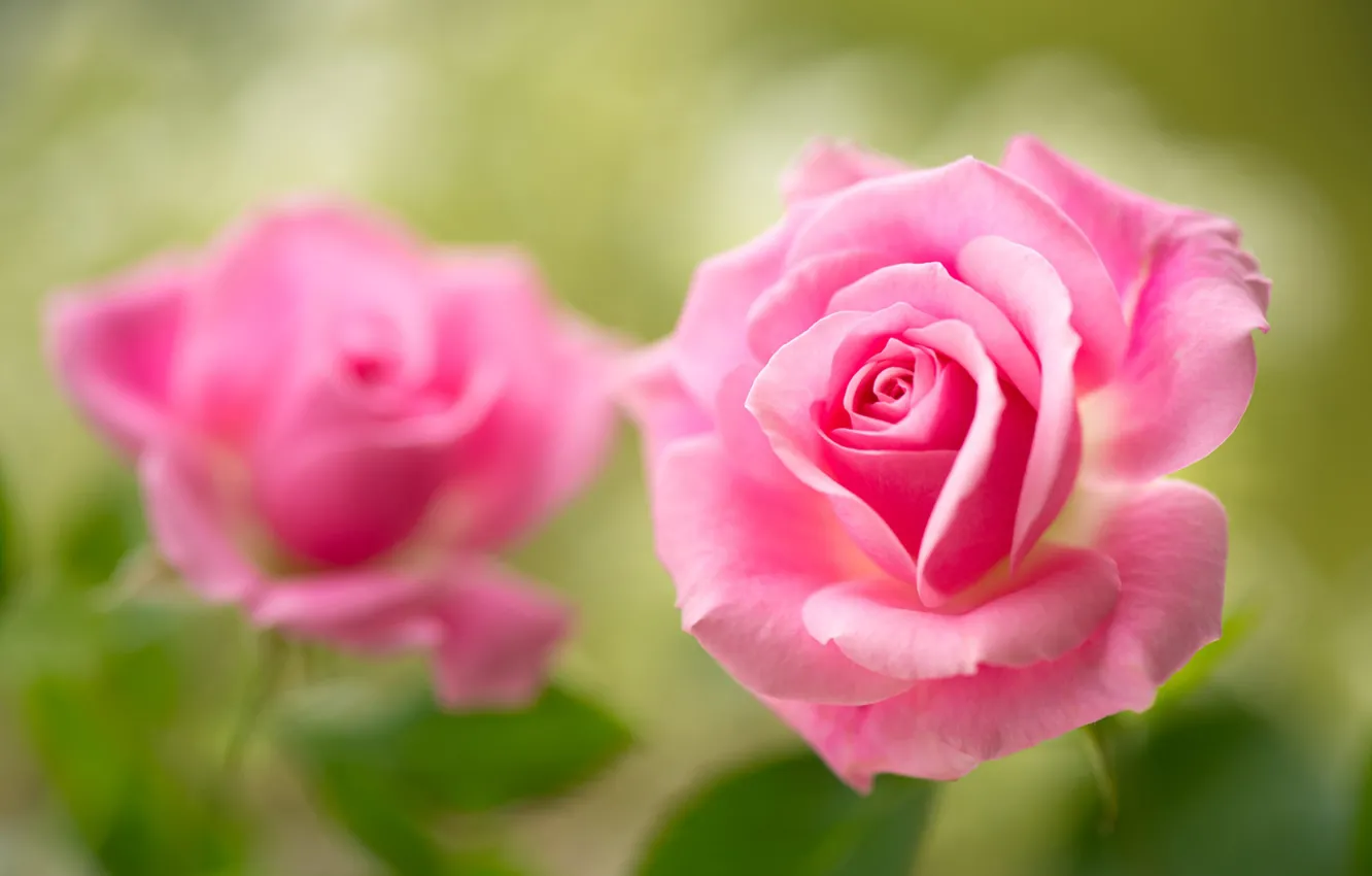 Фото обои розы, лепестки, бутон, розовые, боке